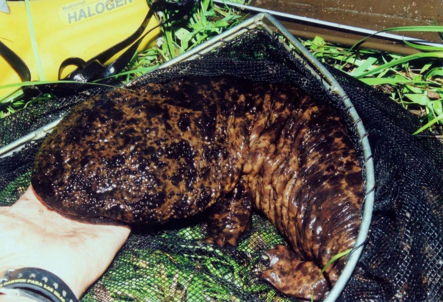 Andrias japonicus Adult 1